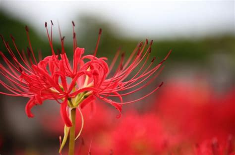 彼岸花 開花|彼岸花（ヒガンバナ）とは ＜花言葉・由来・開花時期などを紹。